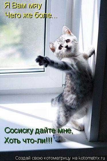 Котоматрица: Я Вам мяу Чего же боле... Сосиску дайте мне, Хоть что-ли!!!