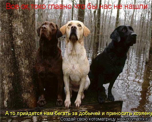 Котоматрица: Все ок,токо главно что бы нас не нашли  А то прийдется нам бегать за добычей и приносить хозяену