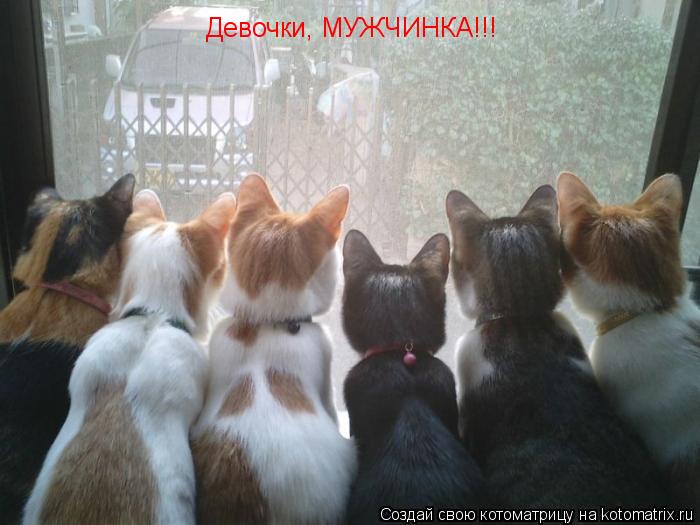 Котоматрица: Девочки, МУЖЧИНКА!!!