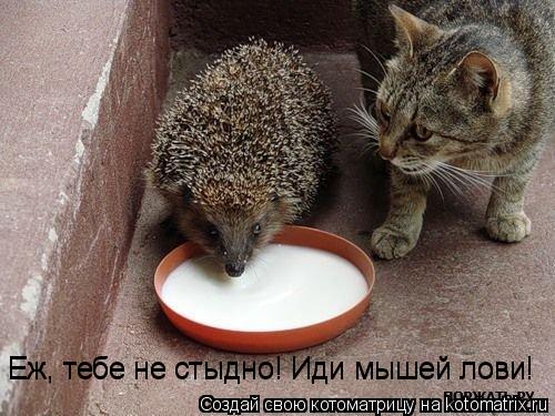 Котоматрица: Еж, тебе не стыдно! Иди мышей лови! Еж, тебе не стыдно! Иди мышей лови!