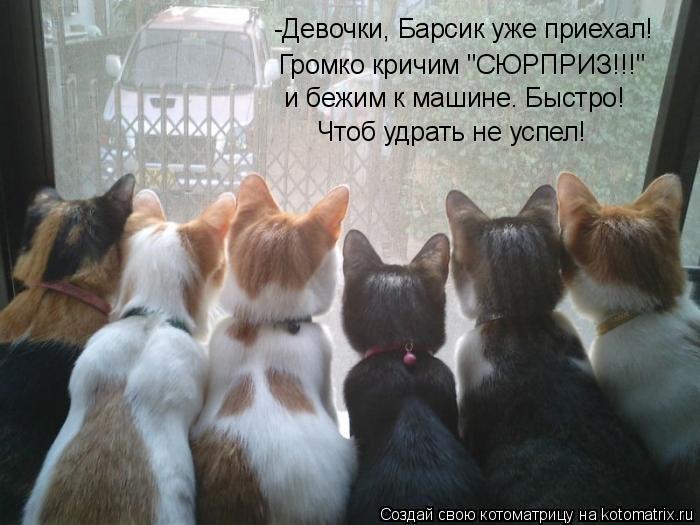 -Девочки, Барсик уже приехал! Громко кричим "СЮРПРИЗ!!!" и бежим к машине. Быстро! Чтоб удрать не усп... Котоматрица: -Девочки, Барсик уже приехал! Громко кричим "СЮРПРИЗ!!!" и бежим к машине. Быстро! Чтоб удрать не успел!