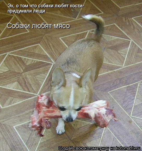 Котоматрица: Эх, о том что собаки любят кости- придумали люди Собаки любят мясо