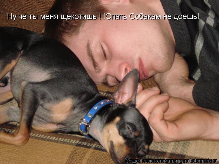 Котоматрица: Ну чё ты меня щекотишь ! !Спать Собакам не доёшь!
