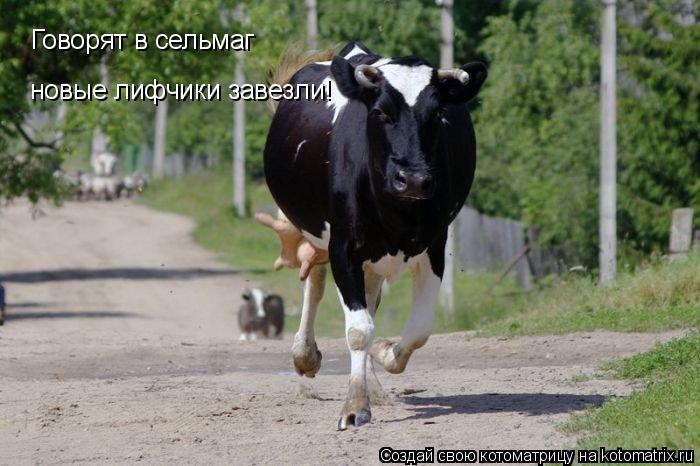 Котоматрица: новые лифчики завезли! Говорят в сельмаг