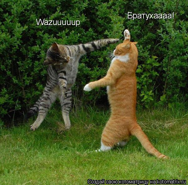 Котоматрица: Братухаааа! Wazuuuuup