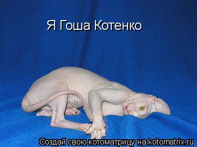 Я Гоша Котенко... Котоматрица: Я Гоша Котенко