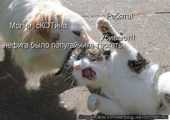 Убивают!! Ребята! Молчи, сКОТина, нефига было попугайчика таскать.... Котоматрица: Убивают!! Ребята! Молчи, сКОТина, нефига было попугайчика таскать.