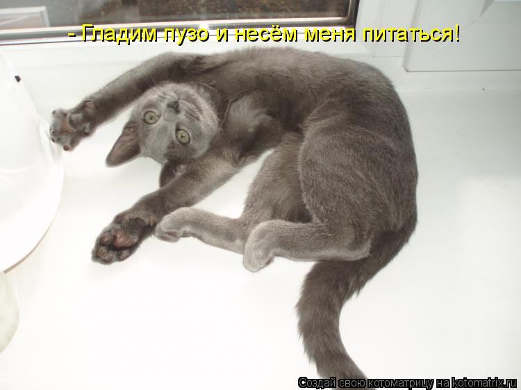 - Гладим пузо и несём меня питаться!... Котоматрица: - Гладим пузо и несём меня питаться!