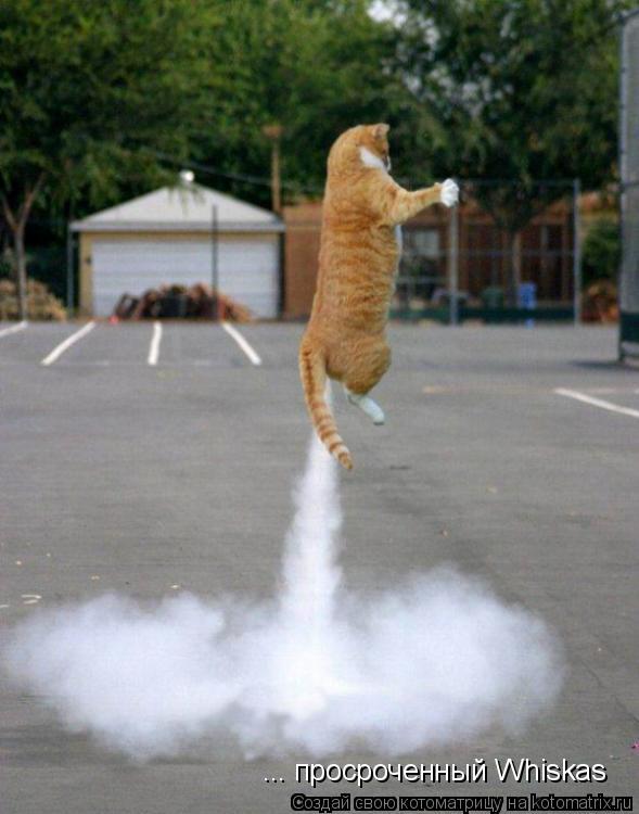 ... просроченный Whiskas... Котоматрица: ... просроченный Whiskas