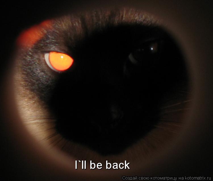 Котоматрица: I`ll be back