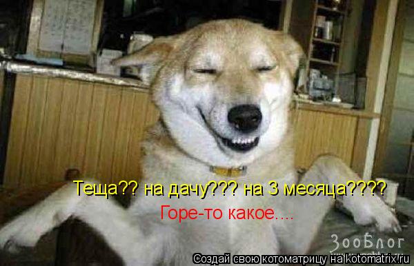 Котоматрица: Горе-то какое.... Теща?? на дачу??? на 3 месяца????