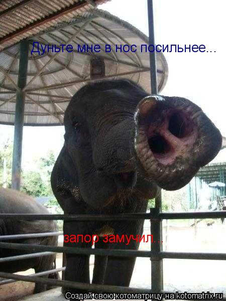 Котоматрица: Дуньте мне в нос посильнее... запор замучил...