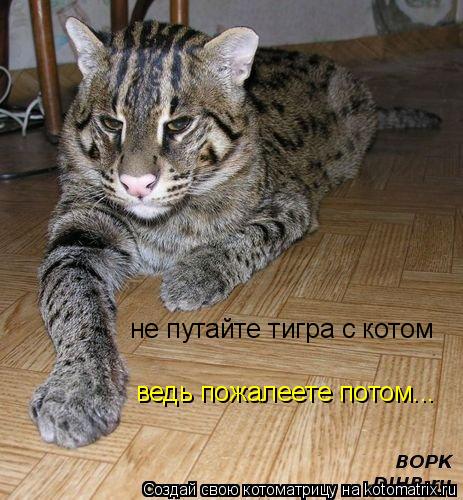 Котоматрица: не путайте тигра с котом ведь пожалеете потом...