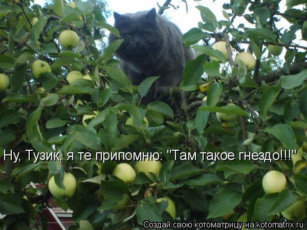 Ну, Тузик, я те припомню: "Там такое гнездо!!!"... Котоматрица: Ну, Тузик, я те припомню: "Там такое гнездо!!!"