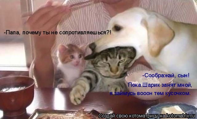 -Папа, почему ты не сопротивляешься?! Пока Шарик занят мной, я займусь вооон тем кусочком. -Сообража... Котоматрица: -Папа, почему ты не сопротивляешься?! Пока Шарик занят мной, я займусь вооон тем кусочком. -Соображай, сын!