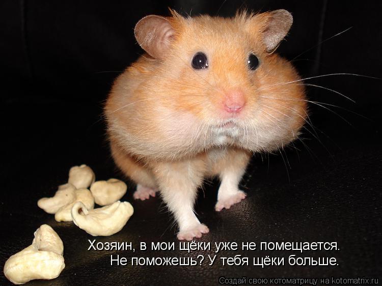 Хозяин, в мои щёки уже не помещается. Не поможешь? У тебя щёки больше.... Котоматрица: Хозяин, в мои щёки уже не помещается. Не поможешь? У тебя щёки больше.