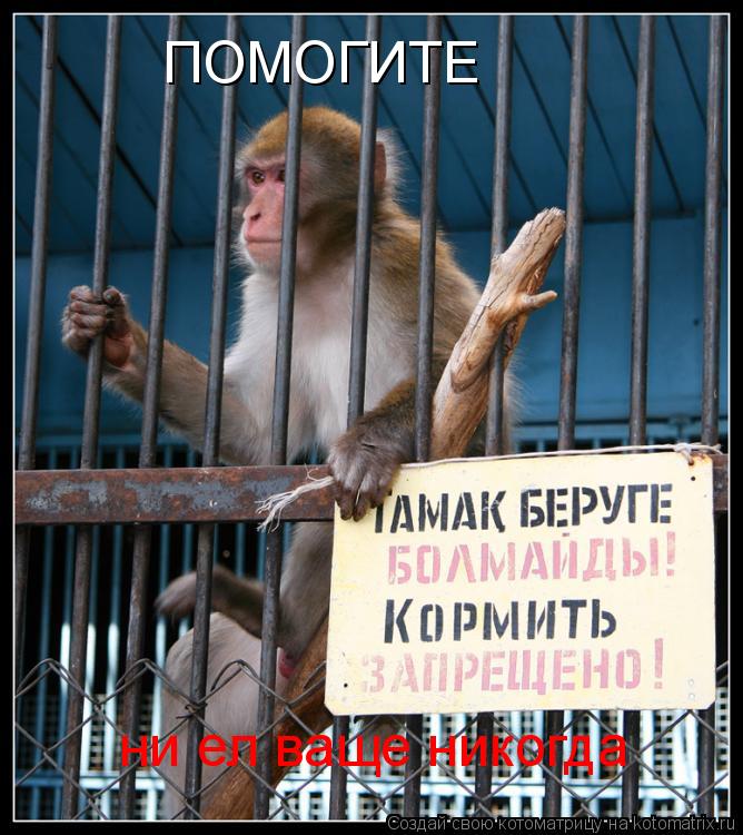 Котоматрица: ПОМОГИТЕ ни ел ваще никогда