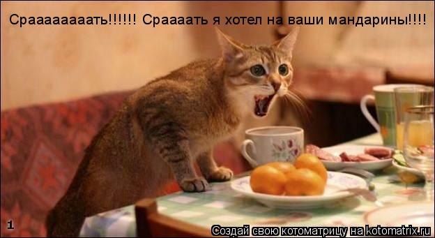 Котоматрица: Сраааааааать!!!!!! Сраааать я хотел на ваши мандарины!!!!