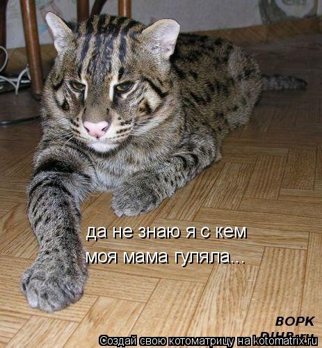 Котоматрица: да не знаю я с кем моя мама гуляла...