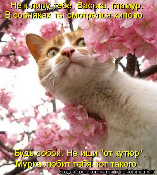 Не к лицу тебе, Васька, гламур. В сорняках ты смотрелся хипово. Будь собой. Не ищи "от кутюр". Мурка ... Котоматрица: Не к лицу тебе, Васька, гламур. В сорняках ты смотрелся хипово. Будь собой. Не ищи "от кутюр". Мурка любит тебя вот такого.