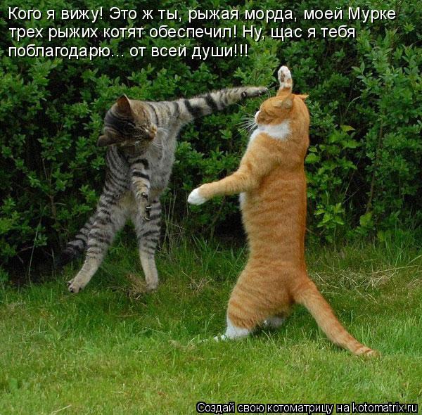 Котоматрица: Кого я вижу! Это ж ты, рыжая морда, моей Мурке трех рыжих котят обеспечил! Ну, щас я тебя поблагодарю... от всей души!!!