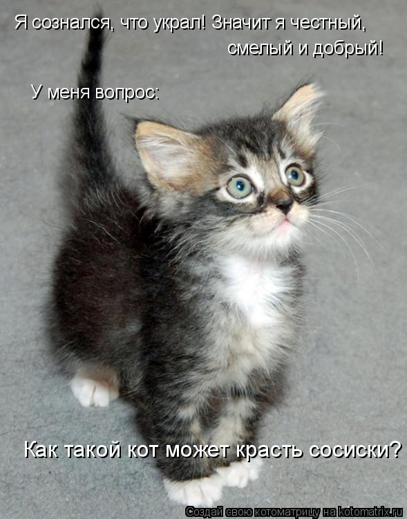 Котоматрица: Я сознался, что украл! Значит я честный, смелый и добрый! У меня вопрос: Как такой кот может красть сосиски?