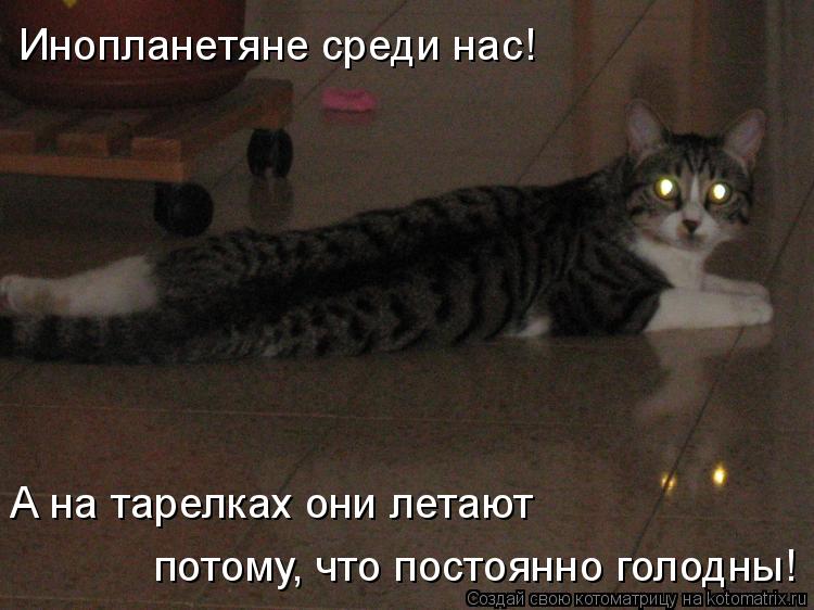 Инопланетяне среди нас! А на тарелках они летают потому, что постоянно голодны!... Котоматрица: Инопланетяне среди нас! А на тарелках они летают потому, что постоянно голодны!
