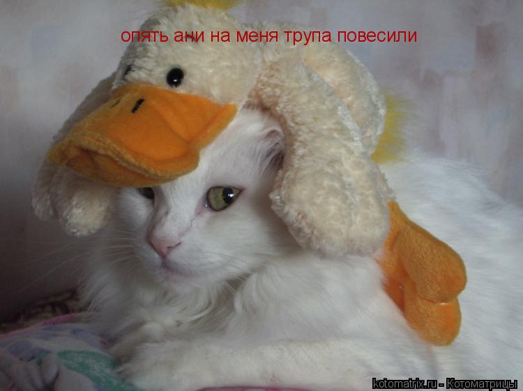 Котоматрица: опять ани на меня трупа повесили