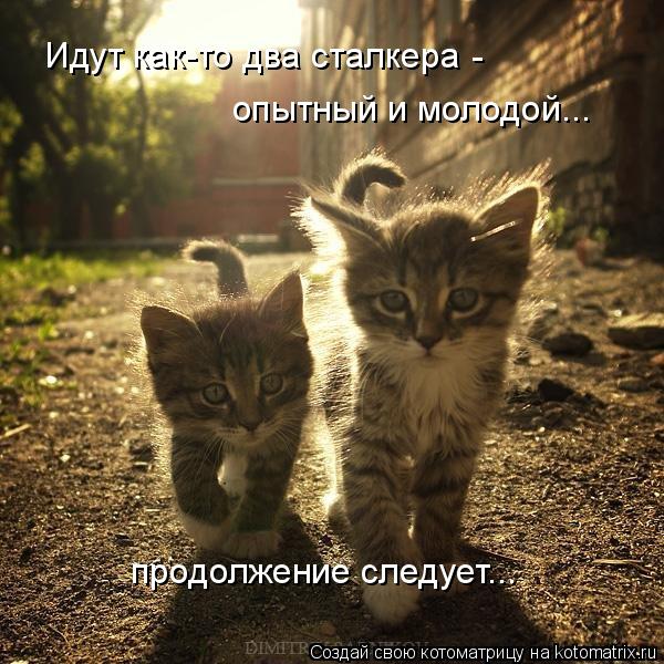 Котоматрица: Идут как-то два сталкера  опытный и молодой... продолжение следует... -