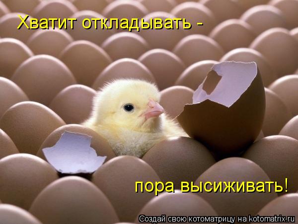 Хватит откладывать - пора высиживать!... Котоматрица: Хватит откладывать - пора высиживать!