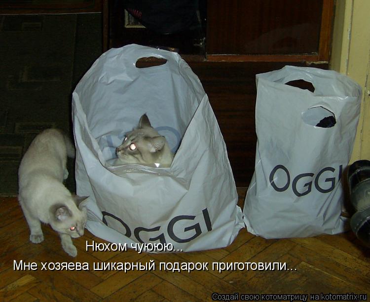 Нюхом чуююю... Мне хозяева шикарный подарок приготовили...... Котоматрица: Нюхом чуююю... Мне хозяева шикарный подарок приготовили...