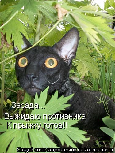 Засада... Выжидаю противника К прыжку готов!!... Котоматрица: Засада... Выжидаю противника К прыжку готов!!