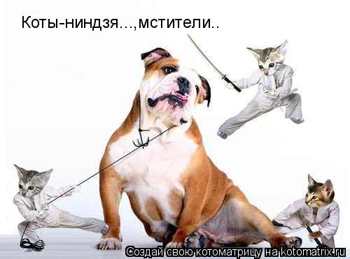 Коты-ниндзя...,мстители..... Котоматрица: Коты-ниндзя...,мстители..