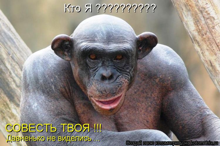 Кто Я ?????????? СОВЕСТЬ ТВОЯ !!! Давненько не виделись ...... Котоматрица: Кто Я ?????????? СОВЕСТЬ ТВОЯ !!! Давненько не виделись ...