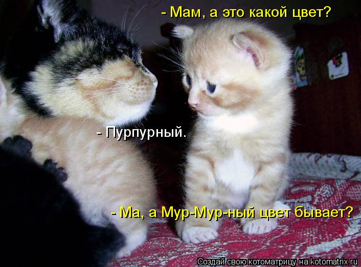 - Пурпурный. - Ма, а Мур-Мур-ный цвет бывает? - Мам, а это какой цвет?... Котоматрица: - Пурпурный. - Ма, а Мур-Мур-ный цвет бывает? - Мам, а это какой цвет?