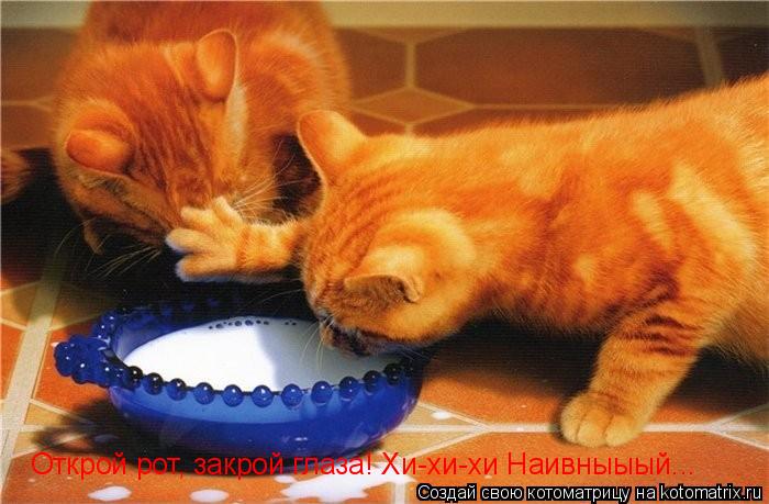 Котоматрица: Открой рот, закрой глаза! Хи-хи-хи Наивныыый...