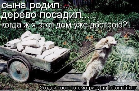 сына родил... дерево посадил... когда ж я этот дом уже дострою?!... Котоматрица: сына родил... дерево посадил... когда ж я этот дом уже дострою?!