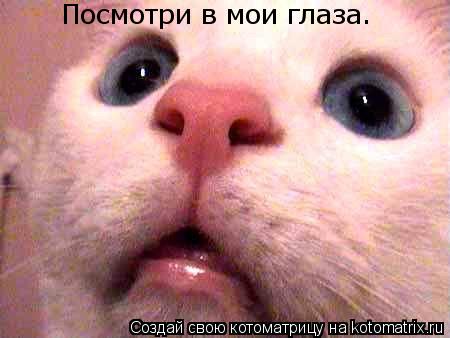 Посмотри в мои глаза.... Котоматрица: Посмотри в мои глаза.
