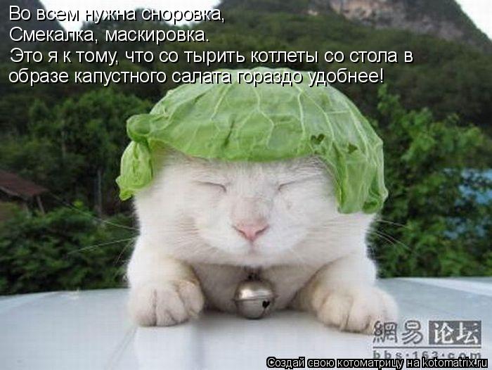 Котоматрица: Во всем нужна сноровка, Смекалка, маскировка… Это я к тому, что со тырить котлеты со стола в образе капустного салата гораздо удобнее!