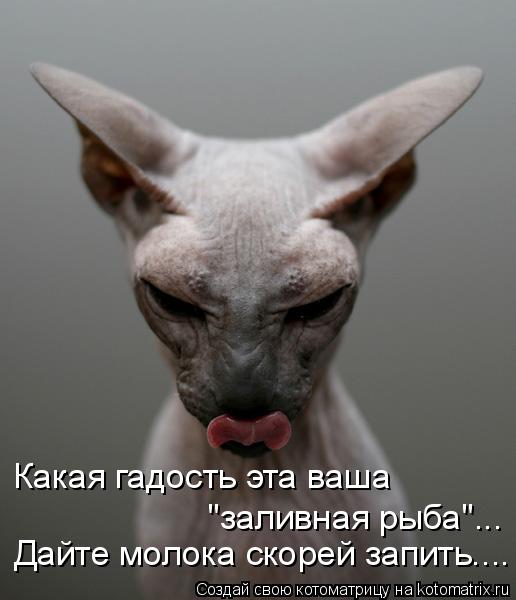 Котоматрица: Какая гадость эта ваша "заливная рыба"... Дайте молока скорей запить....