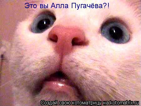 Котоматрица: Это вы Алла Пугачёва?!