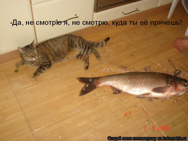-Да, не смотрю я, не смотрю, куда ты её прячешь!... Котоматрица: -Да, не смотрю я, не смотрю, куда ты её прячешь!