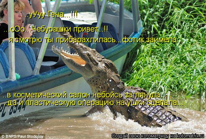 Котоматрица: ...оОо...Чебурашки привет...!! ...я смотрю ты прибарахлилась...фотик заимела... ..в косметический салон небойсь заглянула... ..да и пластическую опе
