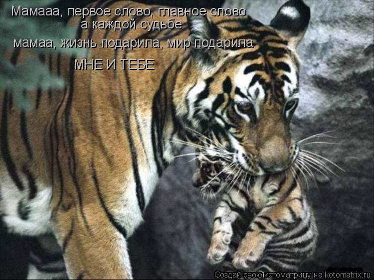 Котоматрица: Мамааа, первое слово, главное слово а каждой судьбе мамаа, жизнь подарила, мир подарила МНЕ И ТЕБЕ