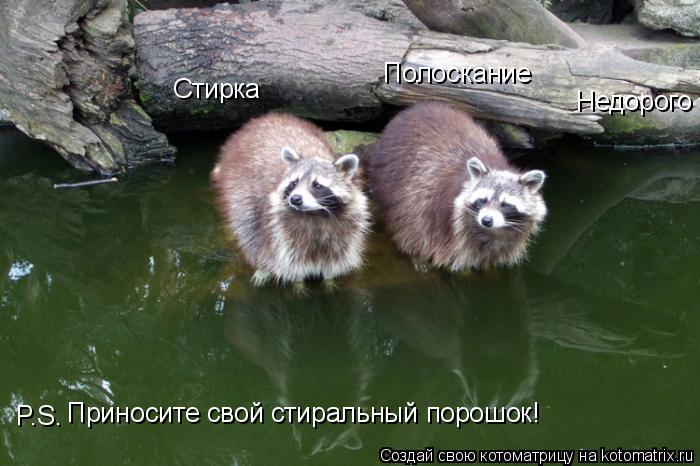 Котоматрица: Стирка Полоскание P.S. Приносите свой стиральный порошок! Недорого