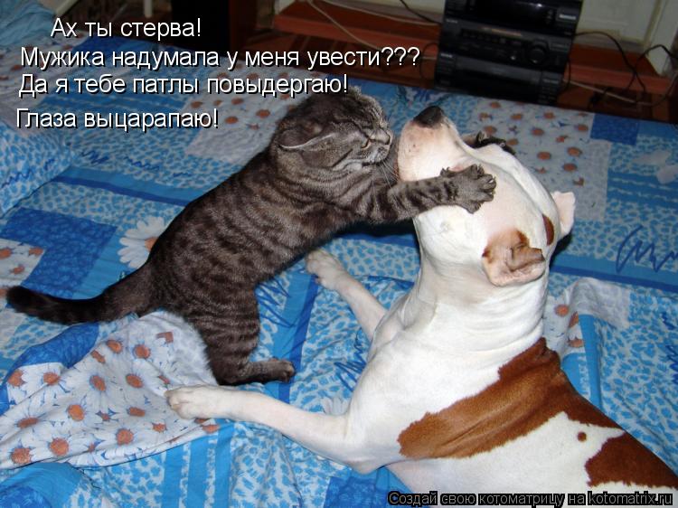 Ах ты стерва! Мужика надумала у меня увести??? Да я тебе патлы повыдергаю! Глаза выцарапаю!... Котоматрица: Ах ты стерва! Мужика надумала у меня увести??? Да я тебе патлы повыдергаю! Глаза выцарапаю!
