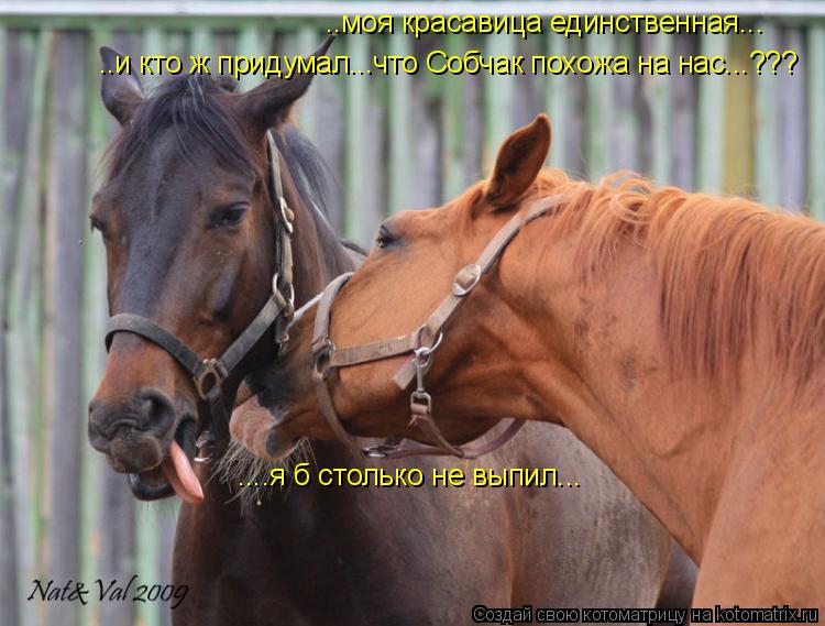 ..моя красавица единственная... ..и кто ж придумал...что Собчак похожа на нас...??? ....я б столько н... Котоматрица: ..моя красавица единственная... ..и кто ж придумал...что Собчак похожа на нас...??? ....я б столько не выпил...