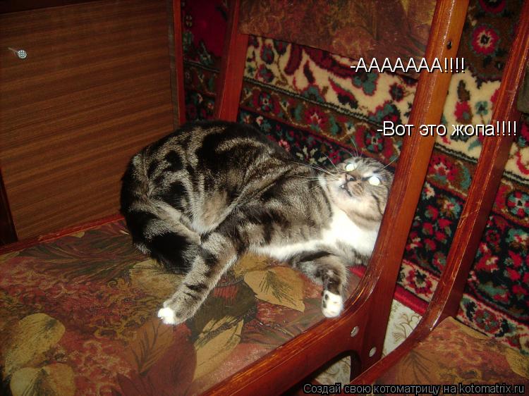 Котоматрица: -ААААААА!!!! -Вот это жопа!!!!
