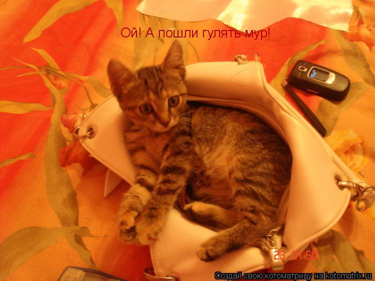 Котоматрица: Ой! А пошли гулять мур!