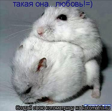 Котоматрица: такая она...любовь!=)